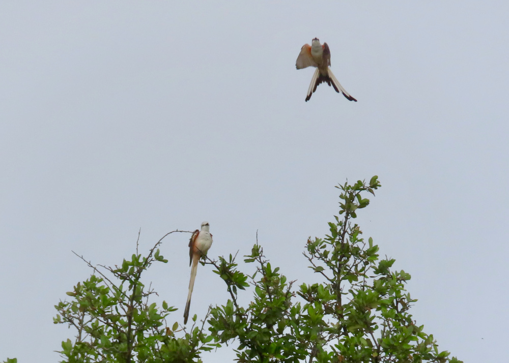 Two Scissor-tailed Flycatchers, one sitting in a tree and one flying