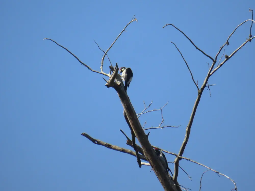Acorn woodpecker picks intently at something in the dead tree