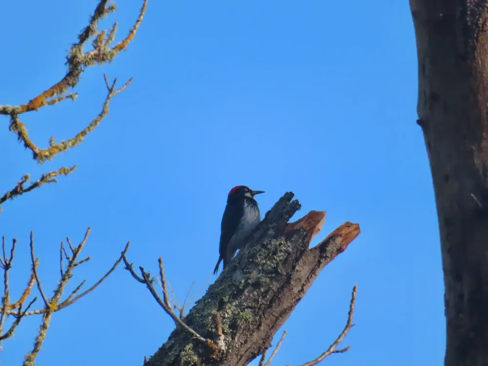 An alert acorn woodpecker perches on a dead branch within sight of its granary tree