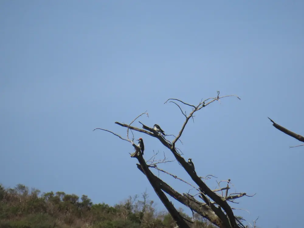 Three acorn woodpeckers cling to a dried out tree.