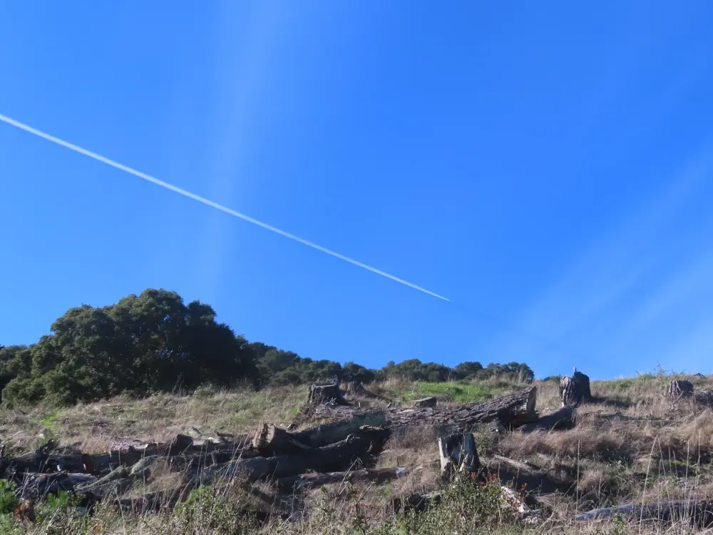 A jet planes's white vapor trail crosses the blue sky diagonally above a grassy hillside with one oak tree in the distance