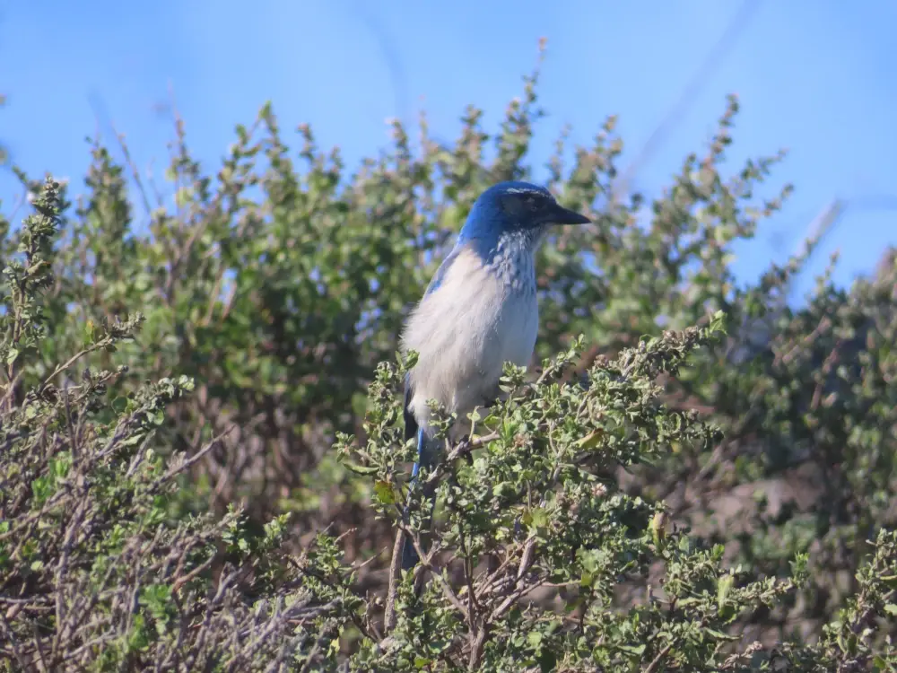 A California scrub jay perches alertly in some bushes