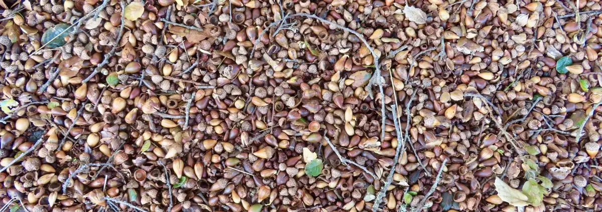 A photo of a huge pile of coast live oak acorns lying on the ground