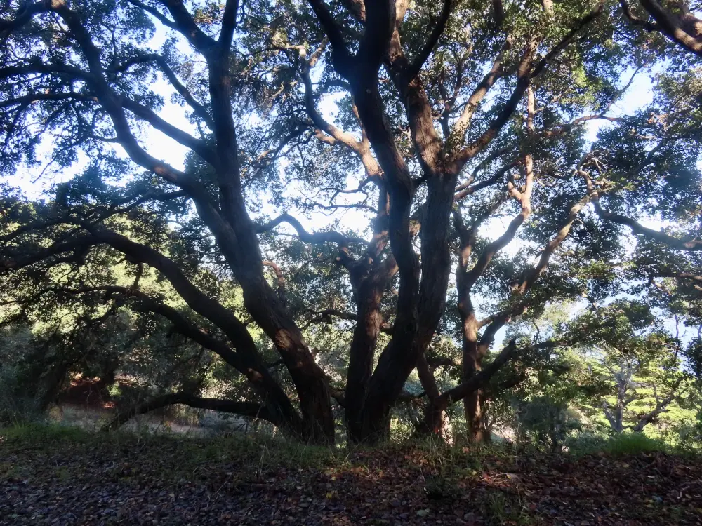 A stout coastal live oak with sunlight filtering between its branches