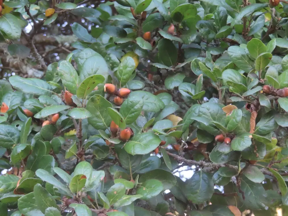 Closeup of leafy branches of a coastal live oak full of ripe acorns