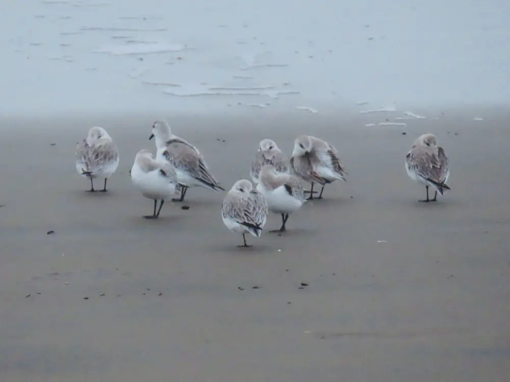 A group of sanderlings tuck their beaks into their fluffy bellies