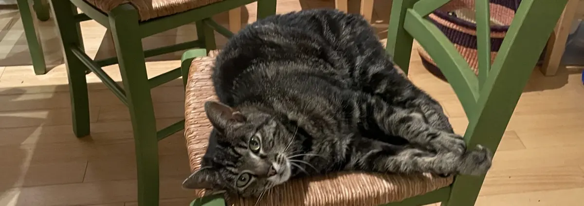 A tabby cat lounges on a kitchen chair