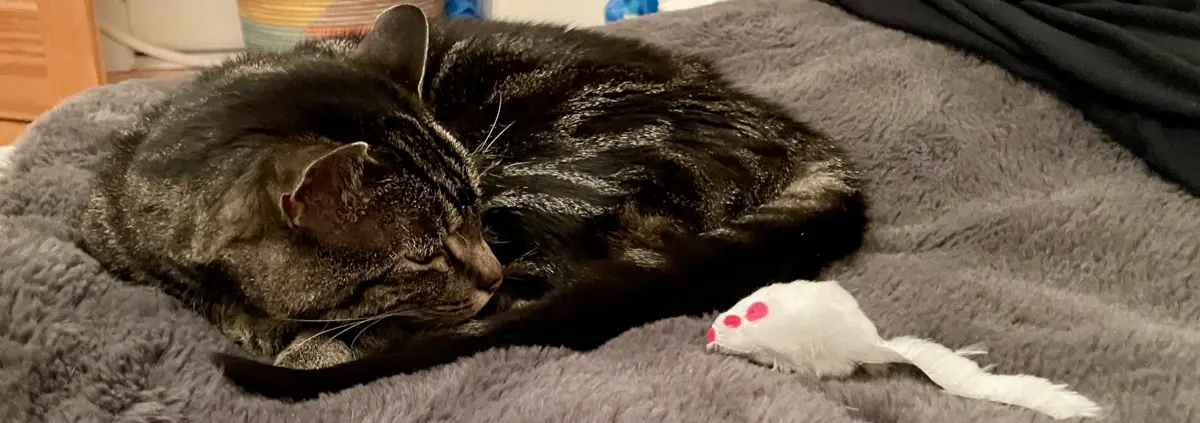 A tabby cat curled in a ball on a fuzzy blanket gazes back toward a toy white mouse next to her