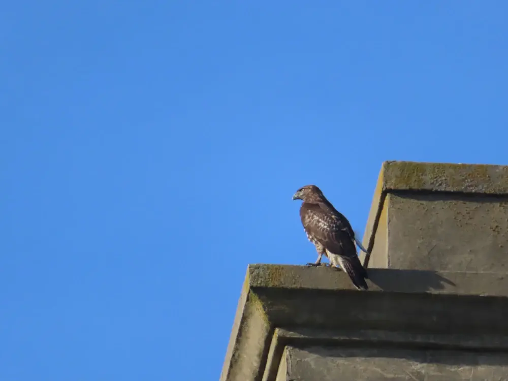 A hawk perched on a buildings edge