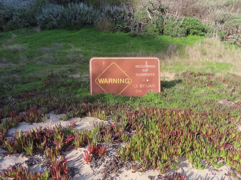 A brown warning sign, somewhat faded, sits among a field of iceplant. Some of the words are still legible: WARNING RECURRING RIP CURRENTS