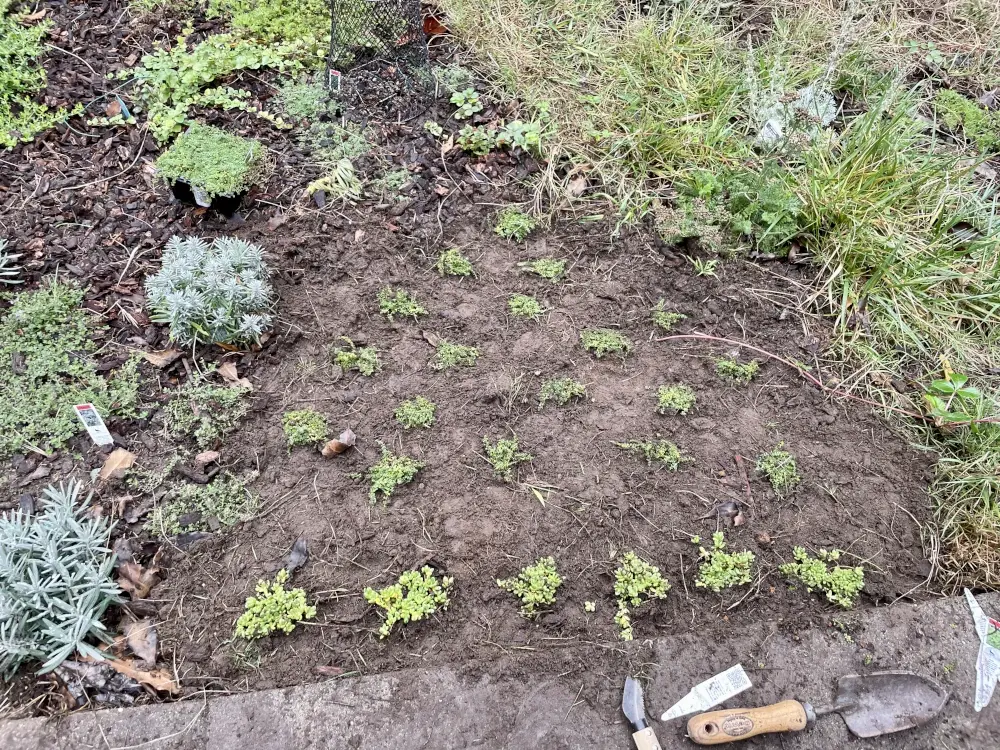 Freshly planted thyme and ruschia against bare soil. A small trowel and weeding sickly are in the bottom of the frame, both quite dirty.