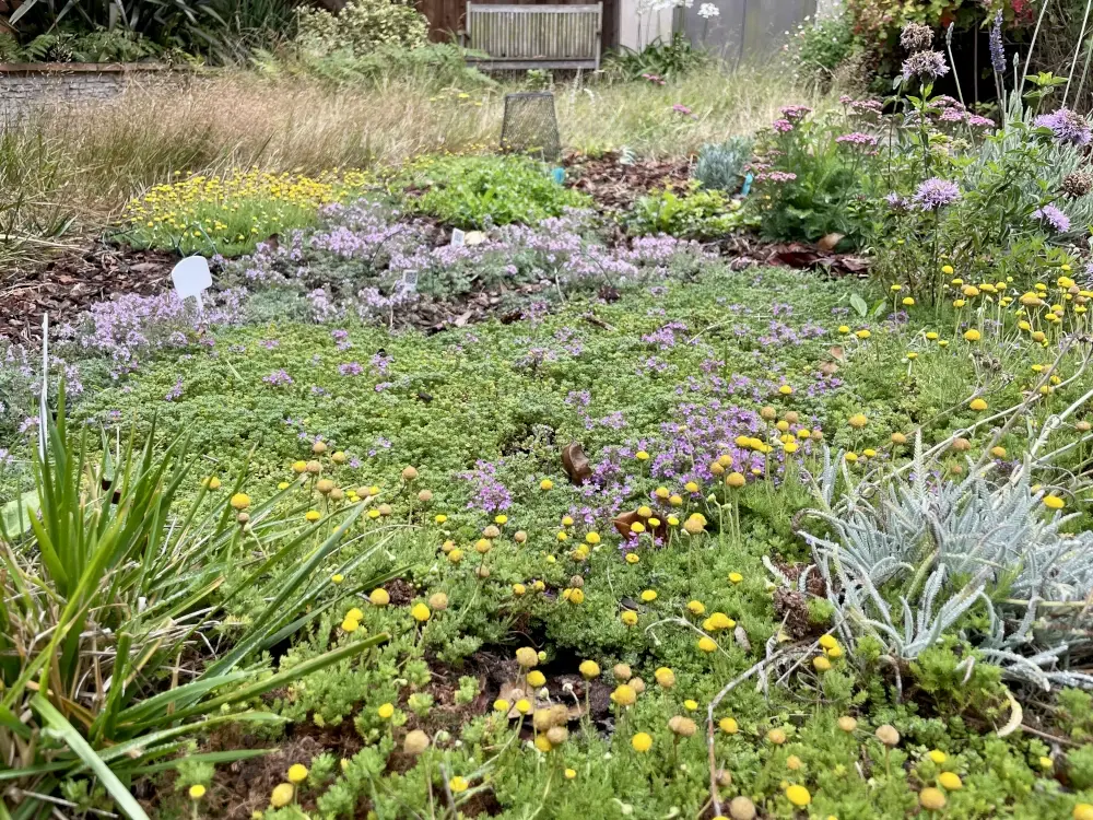 A patch of ground completely covered with thyme and chamomile. Purple thyme and yellow chamomile blossoms stand above the greenery.