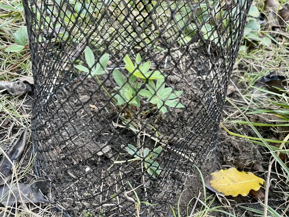 A lupine seedling under a black mesh protector.