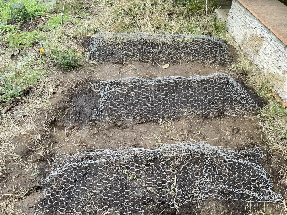 Seed beds protected with lengthwise chicken wire tents.