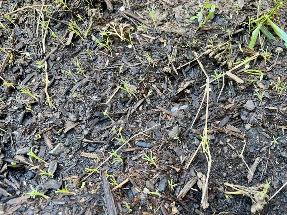 Tiny green spouts against dark soil. They are mostly California poppy.