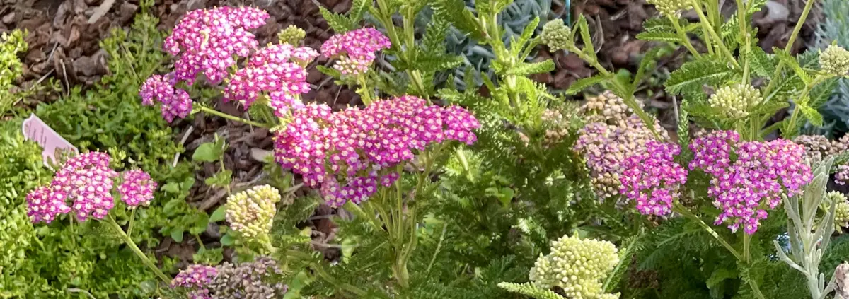 Close up photo of blooming purple yarrow.