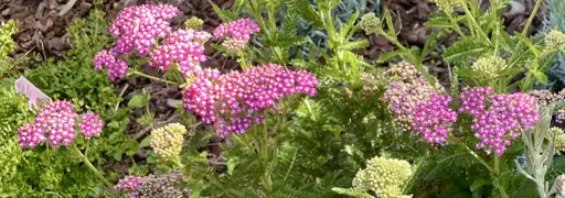 Close up photo of blooming purple yarrow.