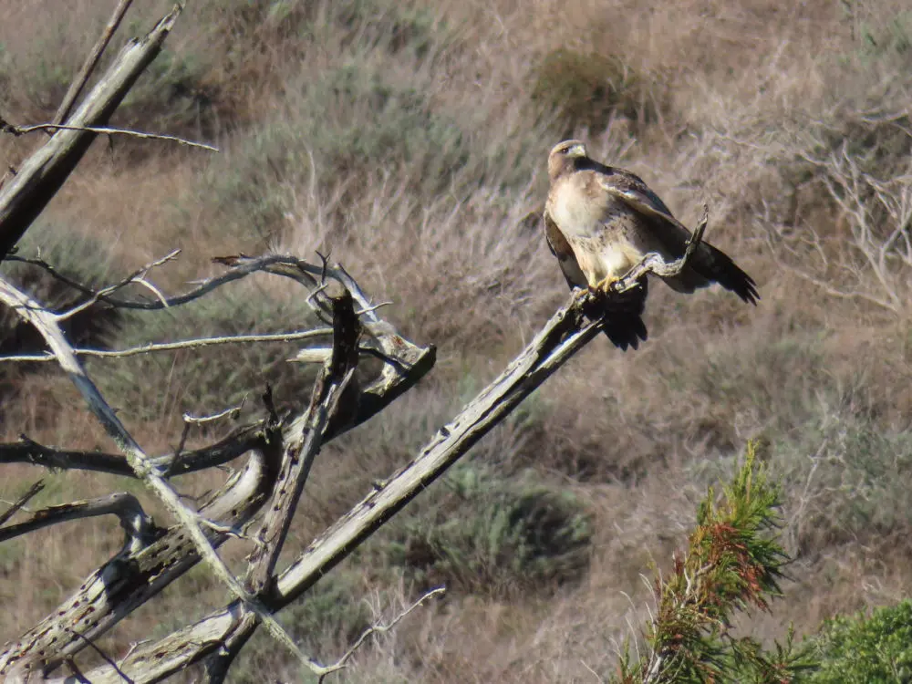 Hawk perched on a dry tree looks over its shoulders.