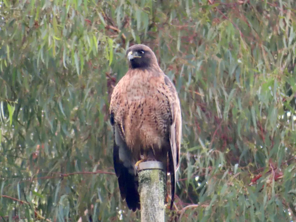 A hawk sitting on a flagpole against a background of trees