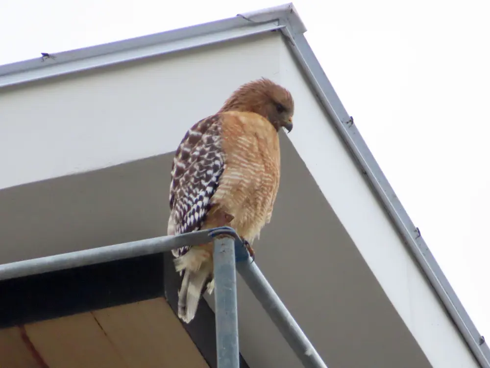 Hawk with a fluffy head and dainty claws