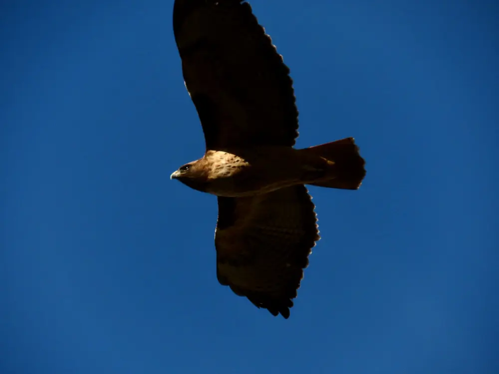 A hawk in flight looking rather chunky and solid.
