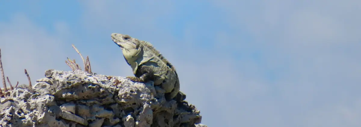 A majestic iguana perches atop a white stone wall, its body raised up against a pale blue sky.
