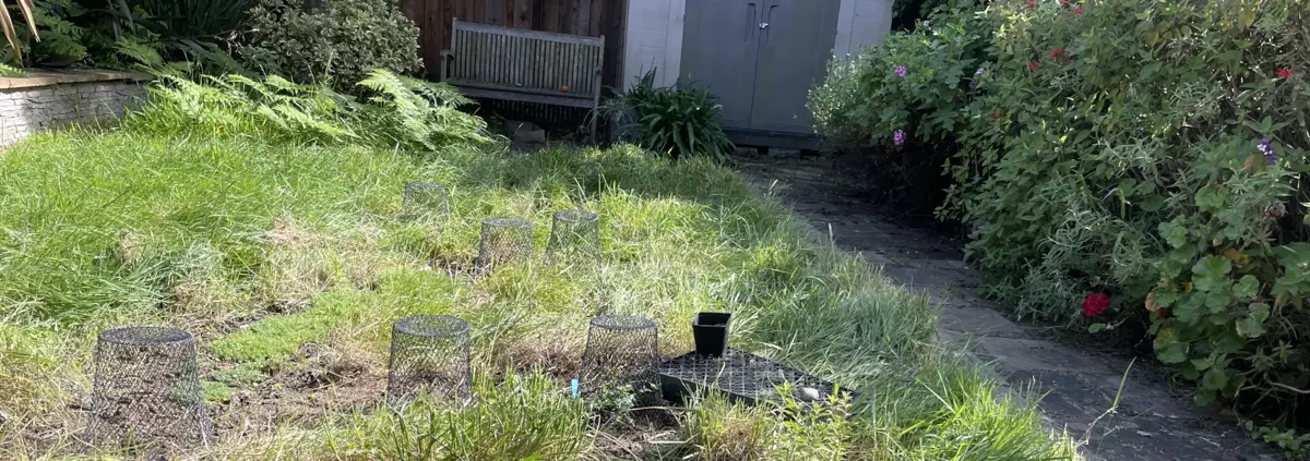 A garden with a stone path on the right side with tall sage and geranium pushes against, leading to a garden shed. In the back, a wooden bench. In the foreground grass and patches of dirt with mesh baskets protecting some plantings.
