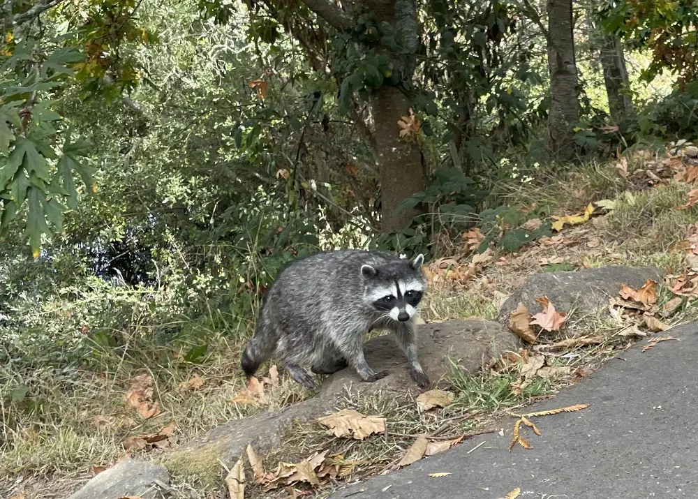 Racoon emerges from the underbrush