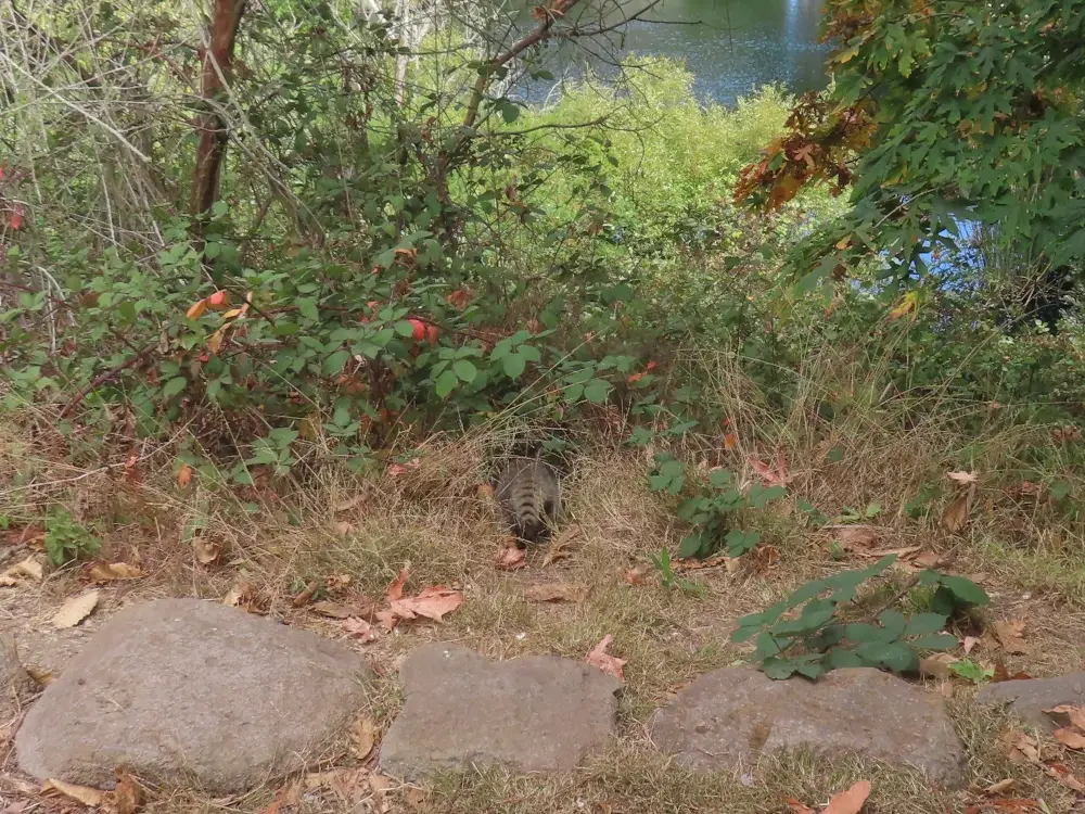 The tail of one last raccoon disappears into a tunnel of undergrowth