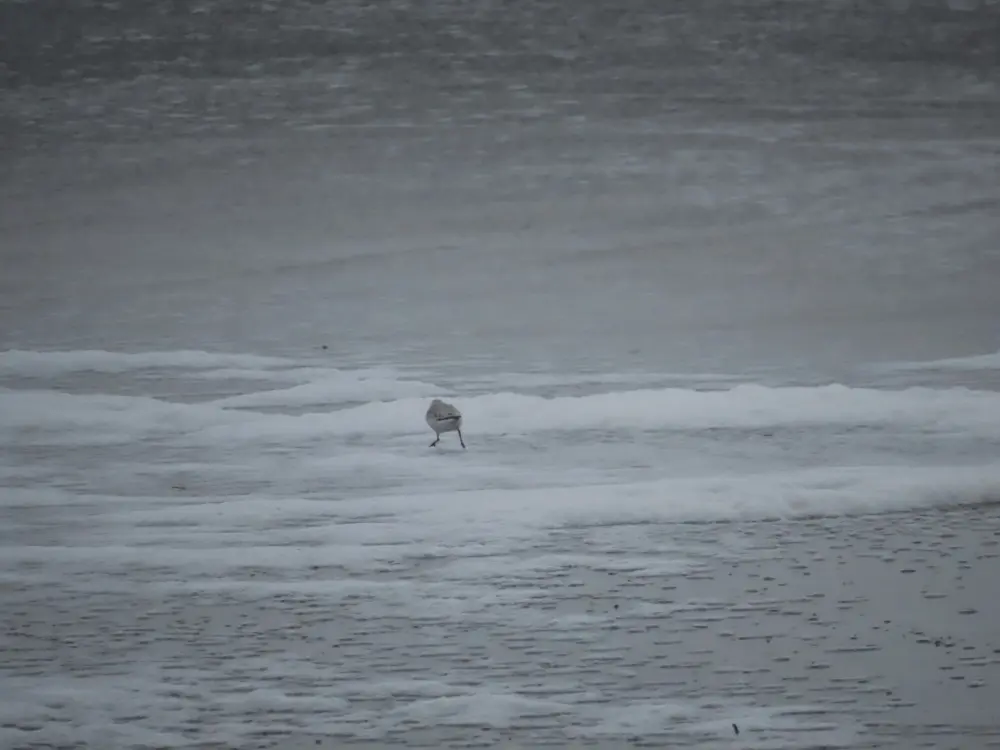 Sanderling running away into the ocean