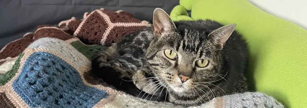 A tabby cat looks at the viewer. She is resting on a colorful crochet blanked made of hexagons.
