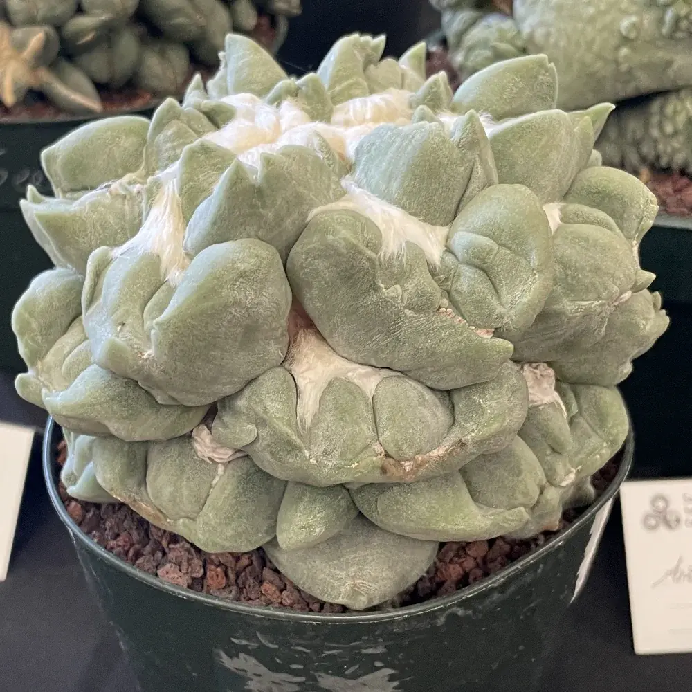 Close-up photo of a succulent with big patches of white fuzz nestled between its pale green leaves
