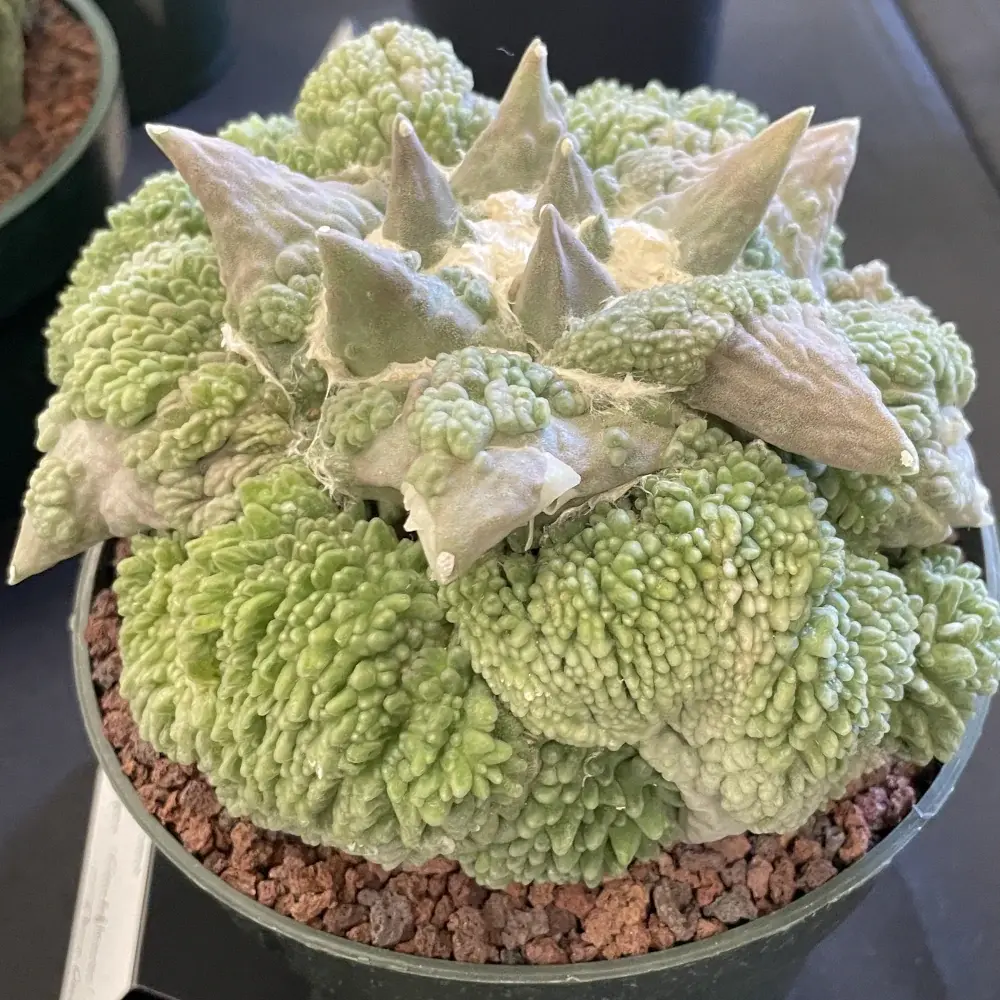 A strange mixed succulent with pokey pale green leaves arising from a background of pebbly bright green