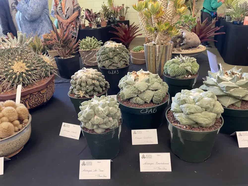 Pale green succulents with squashy radial symmetry and strange white fuzz