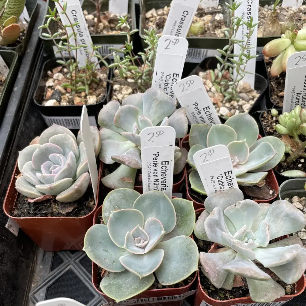 Small echeverias in nursery pots