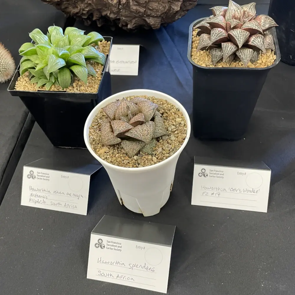 Three pots each with a slightly different Haworthia