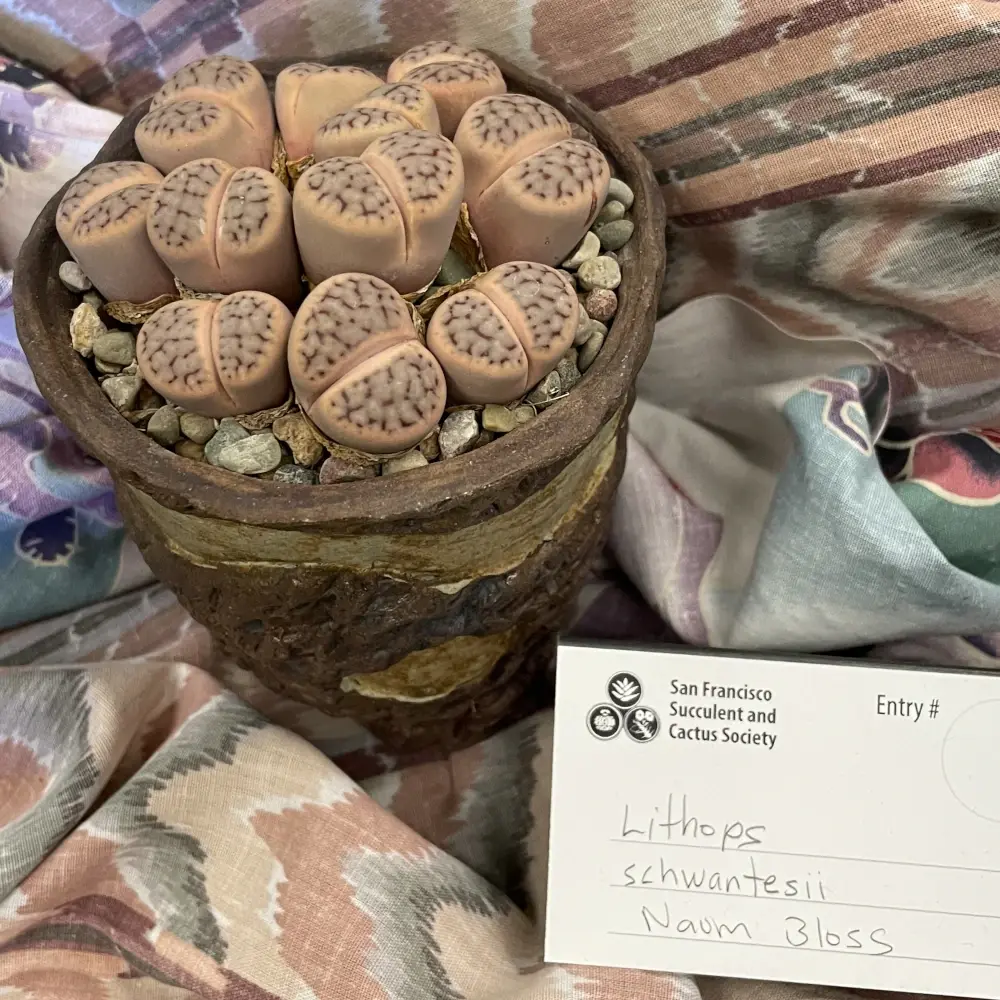 A single ceramic pot packed with multiple succulents that look like pebbles split down the middle