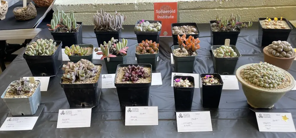 A table with multiple succulents that are roundish and odd. In the back there's a label that says Sphaeroid Institute
