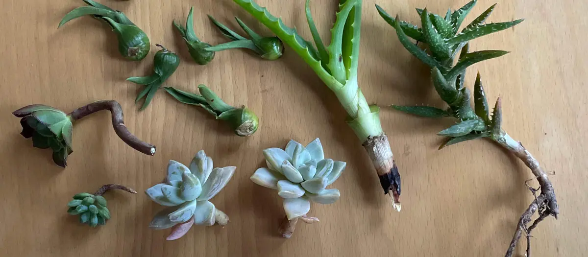 Photo of several succulent cuttings laid on a table. 2023