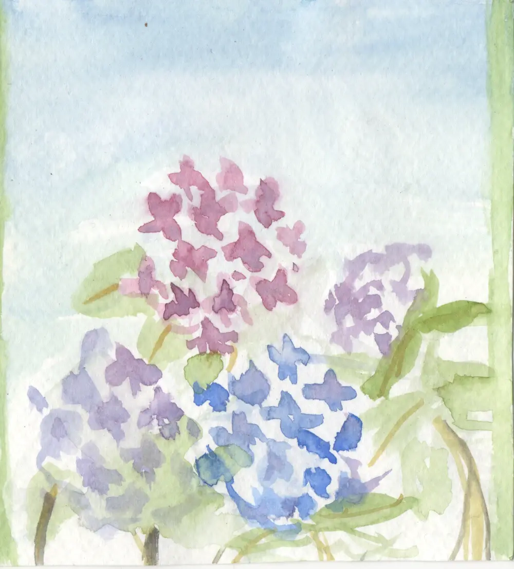 Watercolor painting of hydrangeas