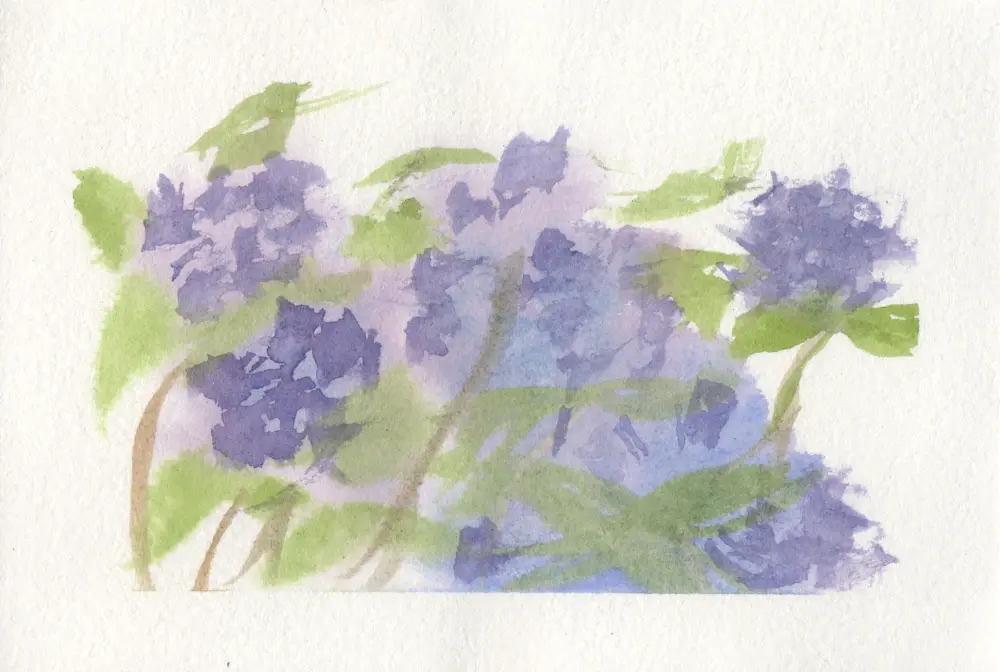 A very messy watercolor painting of a hydrangea bushes