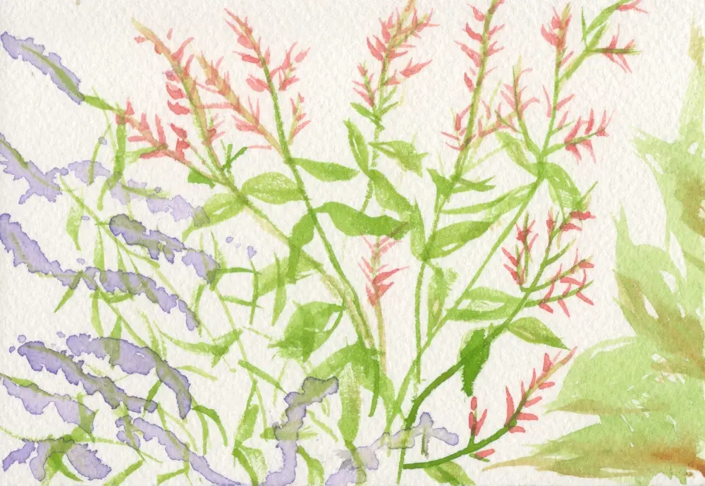 A postcard sized watercolor painting of two kinds of sage, one with purple flowers, one with red flowers.