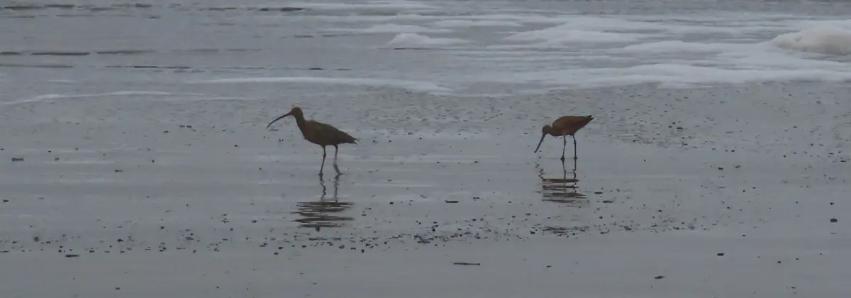 Two wading birds in silhouette on the beach. The one on the left has a down-curling bill and is probably a Whimbrel but might be a Long-billed Curlew.