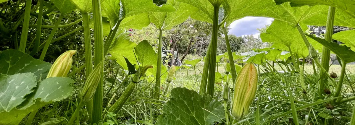 Photo of a zucchni vine with yellow blossoms, taken close up and underneath so that the spreading leaves seem to form a canopy of a great forest.