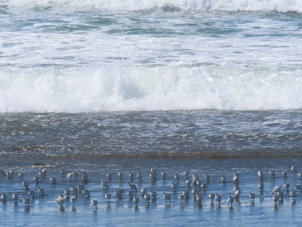 Sanderlings all facing away from the camera, butts in the air