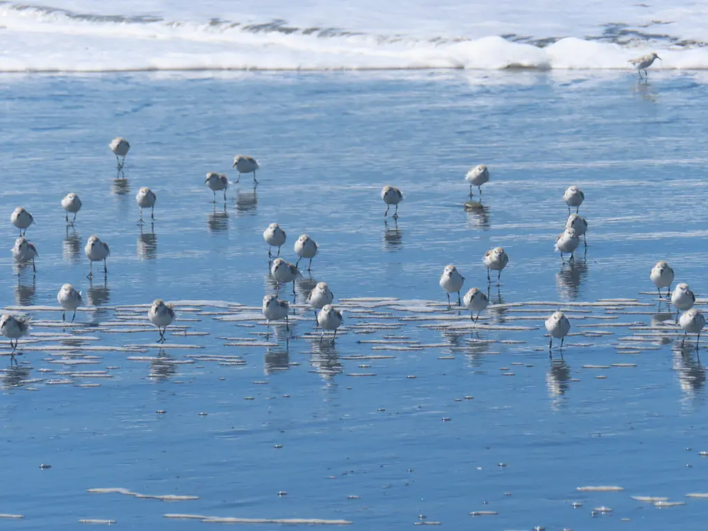 Sanderlings facing the camera directly