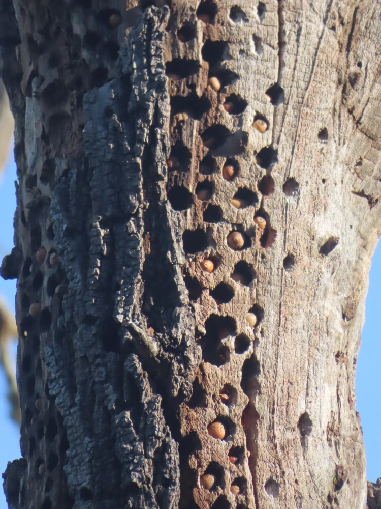 A close-up of a dead tree with round holes stuff with acorns