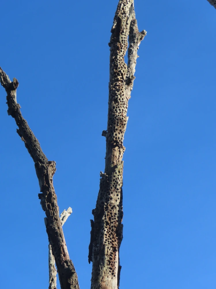 A tall dead tree riddled with round holes some filled with some kind of round object