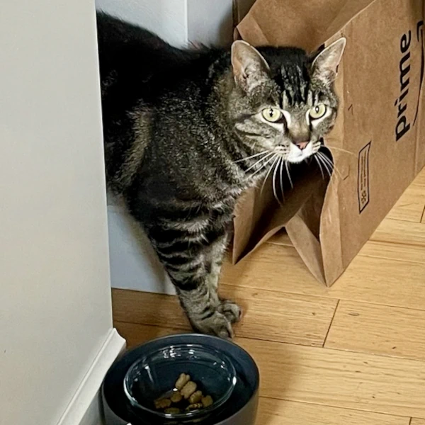 A tabby cat emerges from a gap between furniture and a wall.