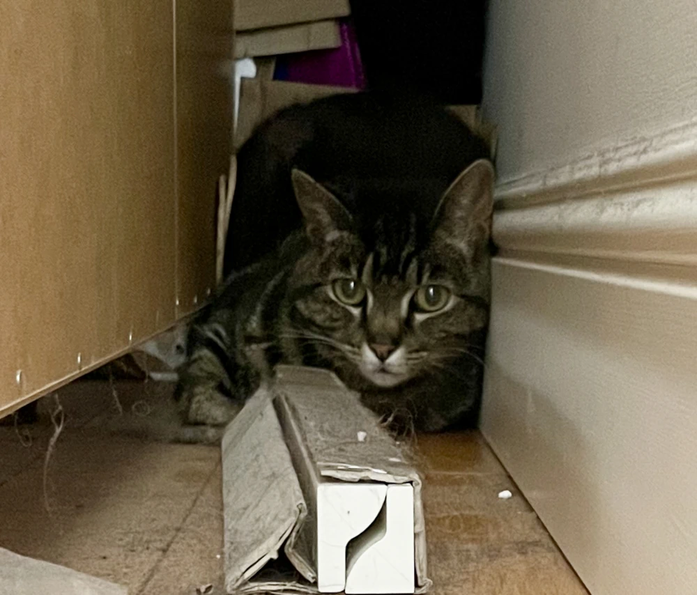 A cat wedged in a dusty gap between a wall and a cabinet.